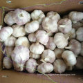2016 New Harvest Fresh White Garlic, Pure White Garlic